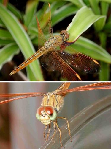 Réf. 210 793 : Brachythemis contaminata